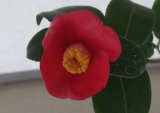 2026年2月28日　椿サムネ